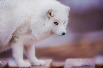 Obraz premium A very beautiful arctic fox in the reserve is resting during the day in winter
