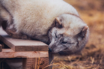 A very beautiful arctic fox in the reserve is resting during the day in winter