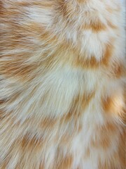 Background from natural fur of a domestic cat of a red striped color.