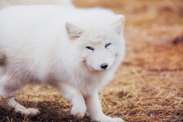 A very beautiful arctic fox in the reserve is resting during the day in winter