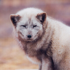 Obraz premium A very beautiful arctic fox in the reserve is resting during the day in winter