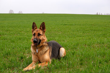 German Shepherd laying on the green grass