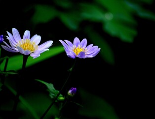 野の花