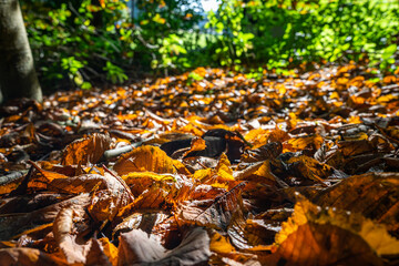 Autumn leaf litter on the woodland floor