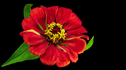 Zinnia flower. Autumn flowers. Isolated background. Close-up. High-resolution macro photography. Full depth of field. Print and design concept.