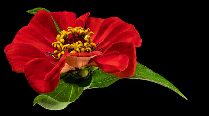 Naklejka premium Zinnia flower. Autumn flowers. Isolated background. Close-up. High-resolution macro photography. Full depth of field. Print and design concept.