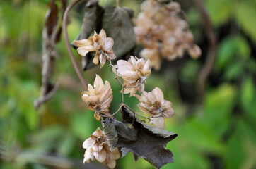Fruits of the plant on the basis of which beer is brewed . In Russia, it is called hops .