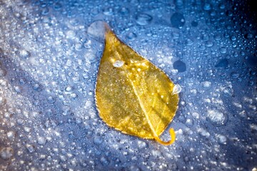 An autumn yellow leaf of a tree lies on frozen water drops. Winter nature scene