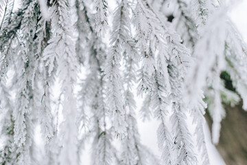 Frozen in frost and snow spruce branch