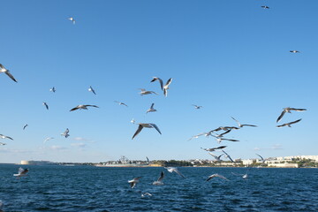Fototapeta na wymiar Ivory gulls flying over the calm blue sea, russia, sevastopol. 
