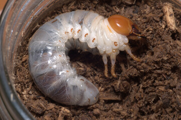 オオクワガタの二令幼虫