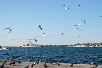 Ivory gulls flying over the calm blue sea, russia, sevastopol.
