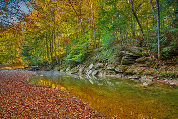 Colorful Fall leaves along War Creek next to Turkey Foot Campground in the Daniel Boone National Forest near McKee, KY.