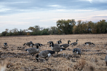 Waterfowl Hunting