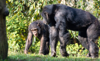 Chimpanzé