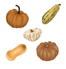 Hand drawn watercolor sketch style painting colorful orange pumpkin autumn icon illustration vector October decoration design element isolated on a white background