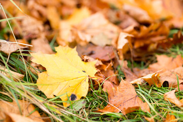 withered autumn foliage on the ground. Yellow maple leaves
