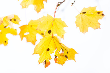 Sick yellow maple leaf. Aphids on foliage. Damaged plant leaves. The eaten leaves of the tree are infested with parasites. Isolated. ugly autumn leaves. Selective  focus