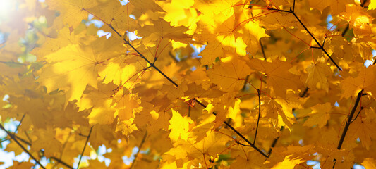 Yellow maple leaves on a Sunny autumn day, the view from the bottom up. Banner.