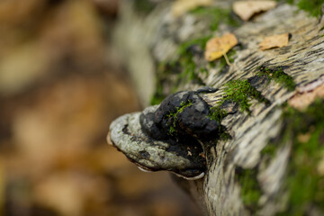 chaga mushroom on a birch trunk. Chaga mushroom in nature