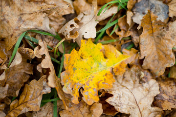 withered autumn foliage on the ground. ugly oak leaf on the ground