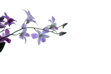 A bouquet of sweet purple Thai orchid blossom with sunlight on white isolated background with copy space