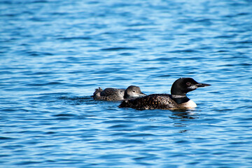 Mother loon teaching her young on the lake