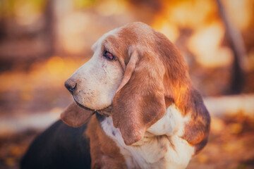 Expressive portrait of a basset hound in autumn