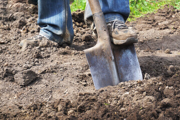 Male feet in jeans and sneakers are digging the ground in the garden with an old shovel. Close-up. Gardening concept.