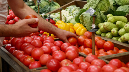 Close-up hands of grocery worker is arranging organic vegetables on store shelves. Salesman is filling up storage racks by tomatoes in vegetable department of supermarket
