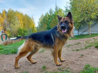 An adult purebred long-haired purebred German shepherd dog in full growth.