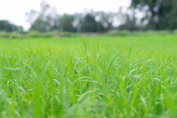 close up of fresh green grass filed background
