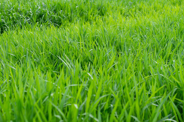 close up of fresh green grass filed background