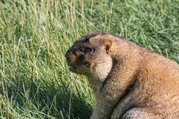 Bobak Marmot (Marmota bobak)