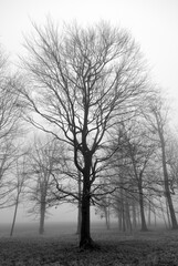 Fototapeta na wymiar Haunting trees in fog
