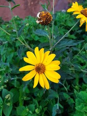 yellow flowers in the garden
