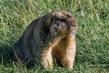Bobak Marmot (Marmota bobak)
