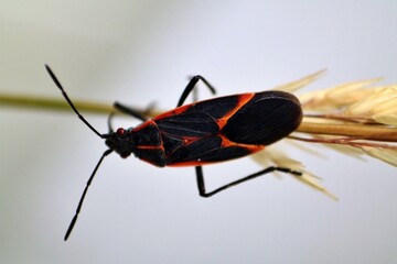 alder beetle on blade of grass