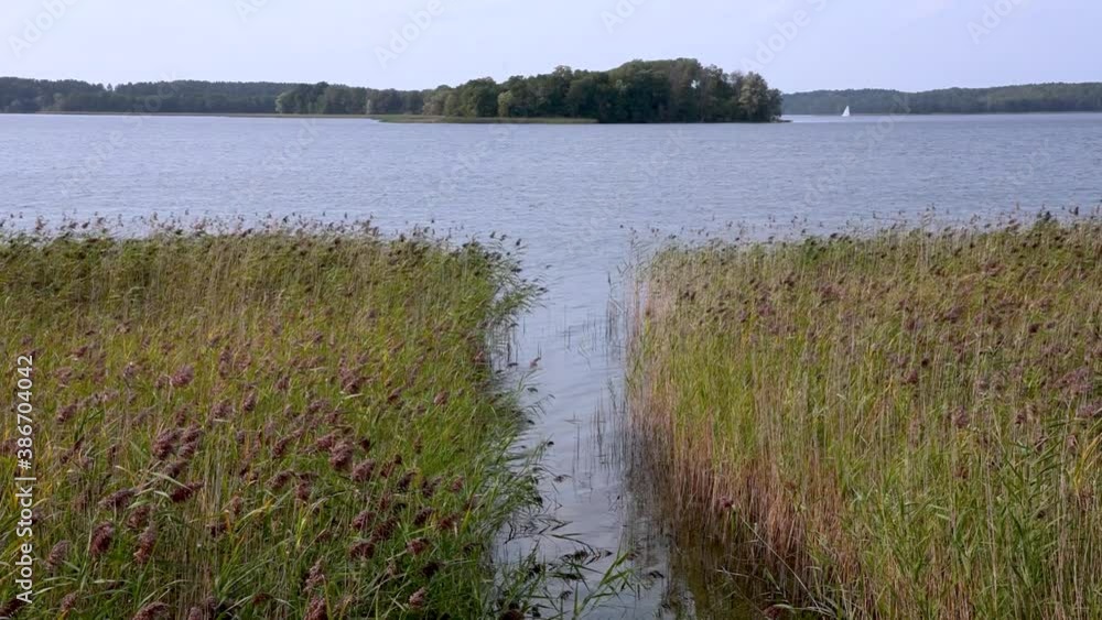 Sticker Rushes on a shore of Narie lake in Kretowiny village in Ilawa Lake District, in Warmia Mazury region of Poland