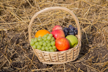 basket wicker with fruit on the ground is