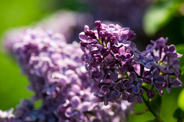 Lilac garden trees under the rain nature spring time with free space text