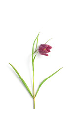 beautiful burgundy flower on a white background. flat lay, minimalistic composition