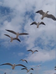 seagulls in flight