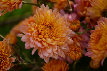 Pink chrysanthemum plant on green. Chrysanthemums annuals flowers branch