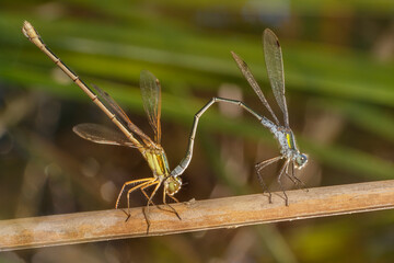 Mating dragonflies on a plant stem,  macro. Lestes dryas (emerald spreadwing, scarce emerald damselfly and robust spreadwing) or  Lestes sponsa (emerald damselfly, common spreadwing)