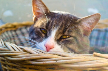 Gatto sornione