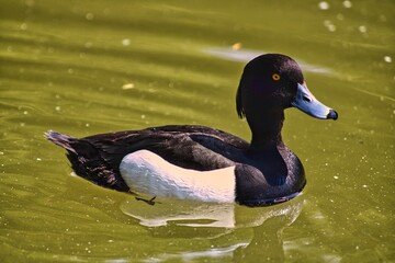 Tufted Duck swimming on a local pond 