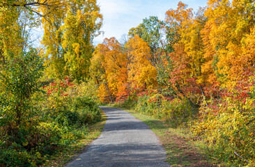 Fototapeta na wymiar Path through the autumn trees