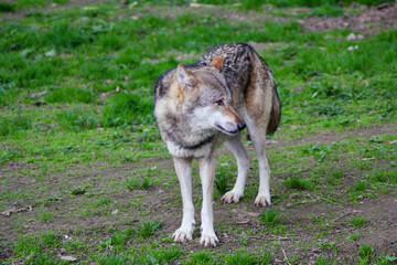 Der Wolf (Canis Lupus) ist derzeit das größte Raubtier aus der Familie der Hunde (Canidae)