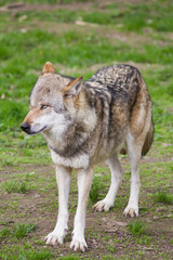 Naklejka na ściany i meble Der Wolf (Canis Lupus) ist derzeit das größte Raubtier aus der Familie der Hunde (Canidae)